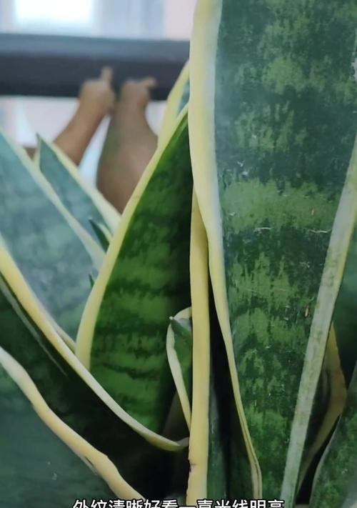 如何科学养护虎皮兰？（如何科学养护虎皮兰？）-第1张图片-绿意生活