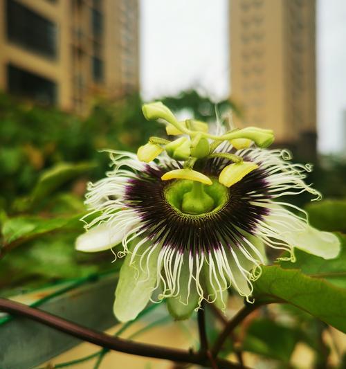 百香果的花期是什么时候？（探究百香果开花的时间及影响因素）-第2张图片-绿意生活