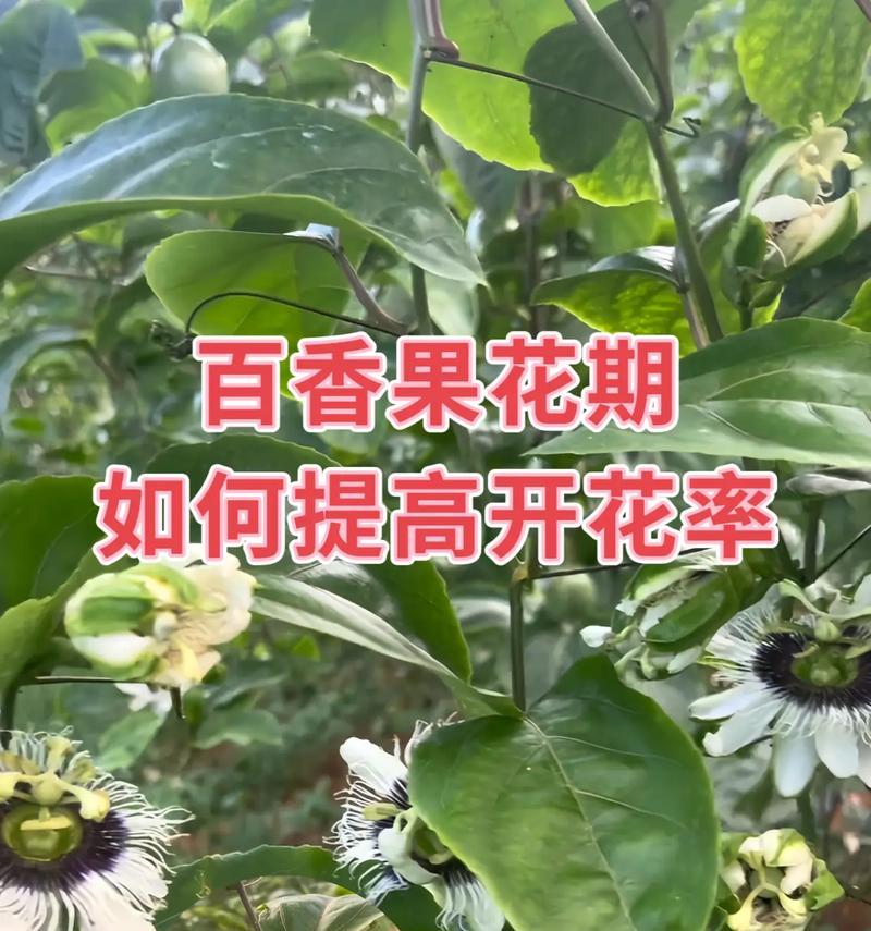 百香果的花期是什么时候？（探究百香果开花的时间及影响因素）-第1张图片-绿意生活