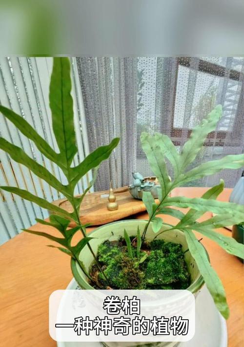 卷柏不是蕨类植物（揭秘卷柏的真正身份）-第3张图片-绿意生活
