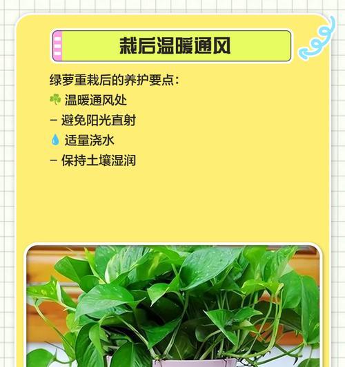 绿萝长出根的原因及过程解析（揭秘绿萝的根生长机制，告诉你如何促进绿萝生根）-第1张图片-绿意生活