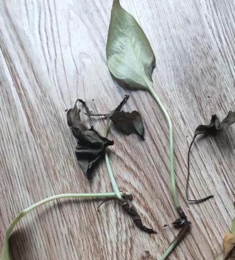 绿萝长出根的原因及过程解析（揭秘绿萝的根生长机制，告诉你如何促进绿萝生根）-第2张图片-绿意生活