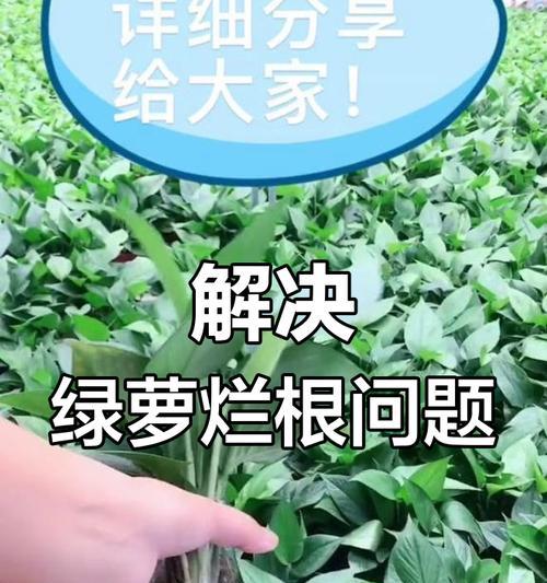 绿萝长出根的原因及过程解析（揭秘绿萝的根生长机制，告诉你如何促进绿萝生根）-第3张图片-绿意生活