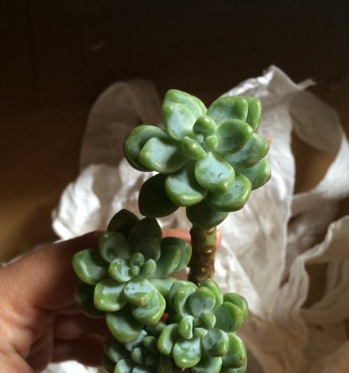 夏天劳尔上盆的技巧与注意事项（让你的夏天劳尔变得更美丽健康）-第1张图片-绿意生活