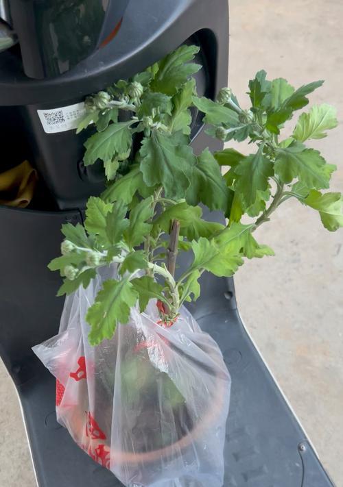 菊花移盆后如何处理根部受损问题（菊花移盆后出现根部受损如何救治，）-第1张图片-绿意生活