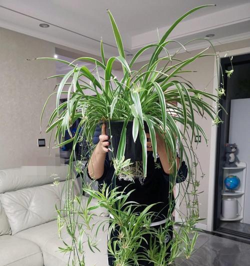 绿萝吊兰变黄叶的原因与解决方法（室内植物黄叶急救手册，让你的绿萝吊兰重获青翠生机）-第3张图片-绿意生活