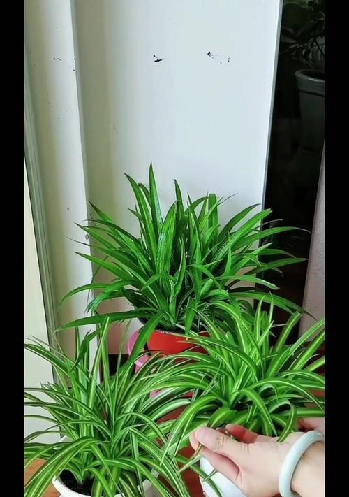 绿萝吊兰变黄叶的原因与解决方法（室内植物黄叶急救手册，让你的绿萝吊兰重获青翠生机）-第1张图片-绿意生活