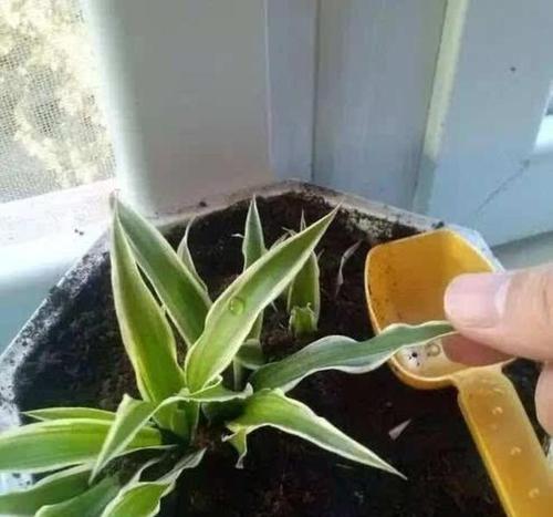 绿萝吊兰变黄叶的原因与解决方法（室内植物黄叶急救手册，让你的绿萝吊兰重获青翠生机）-第2张图片-绿意生活