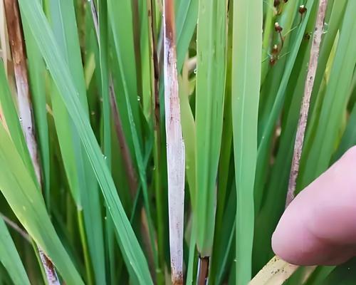 水稻是否具备成为油料作物的潜力？（探究水稻作为油料作物的可行性）-第2张图片-绿意生活