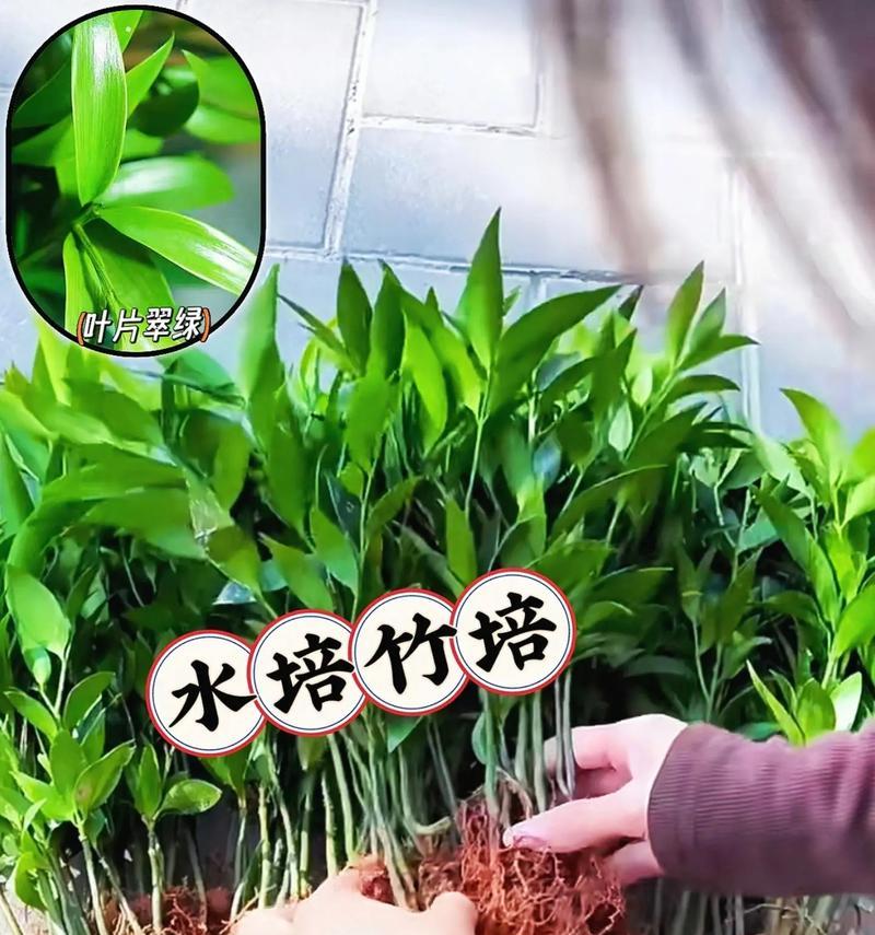 水培螺旋竹的养护技巧（打造清新室内绿植——水培螺旋竹）-第1张图片-绿意生活