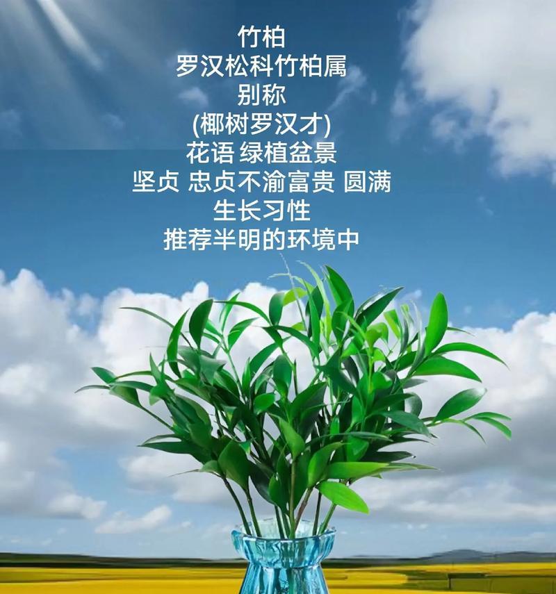 水培螺旋竹的养护技巧（打造清新室内绿植——水培螺旋竹）-第3张图片-绿意生活