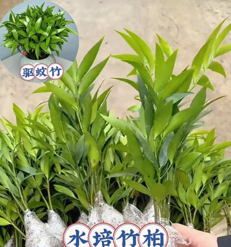 水培螺旋竹的养护技巧（打造清新室内绿植——水培螺旋竹）-第2张图片-绿意生活
