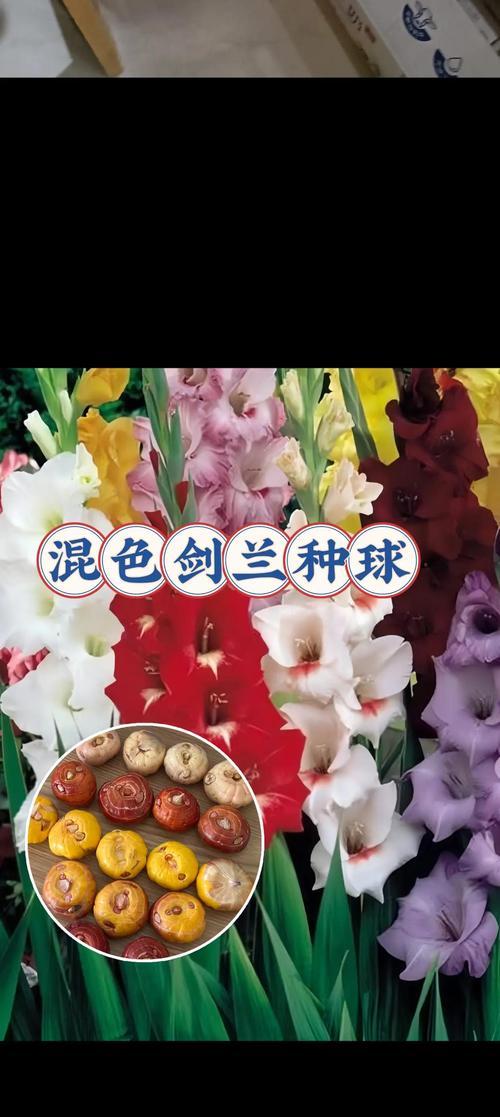 唐菖蒲种球发霉了怎么办？（种球发霉，如何救援唐菖蒲？）-第3张图片-绿意生活