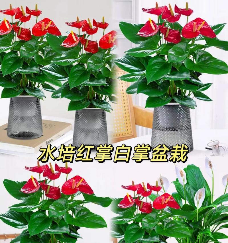 以水培红掌施肥技巧，让其健康生长（水培红掌施肥方法、）-第2张图片-绿意生活
