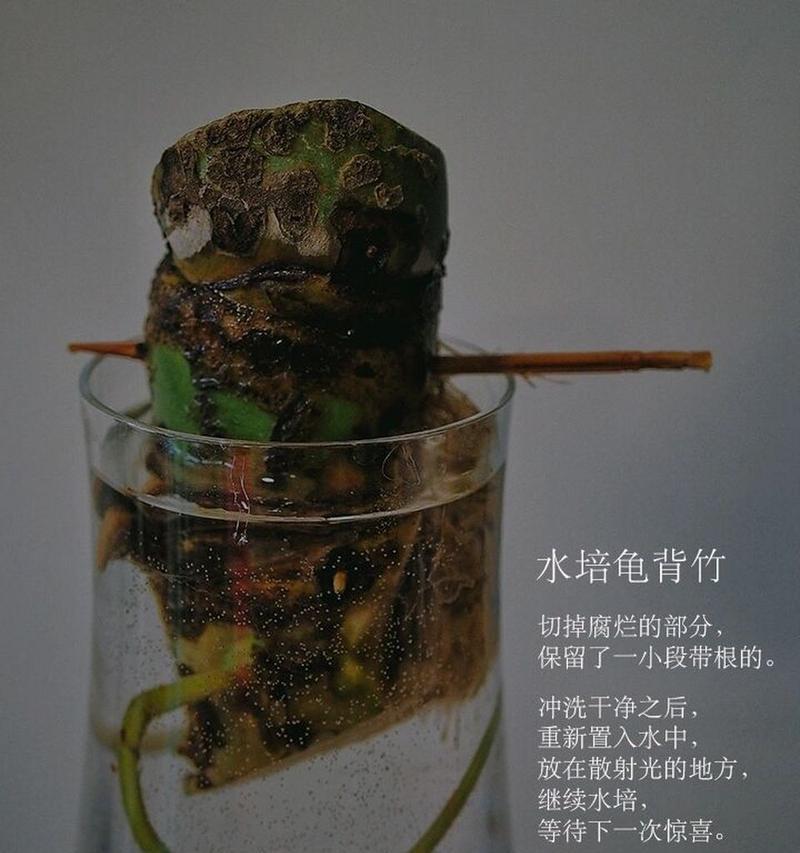 以龟背竹水养，打造绿色生活空间（绿化环保，龟背竹水养的五个关键点）-第2张图片-绿意生活