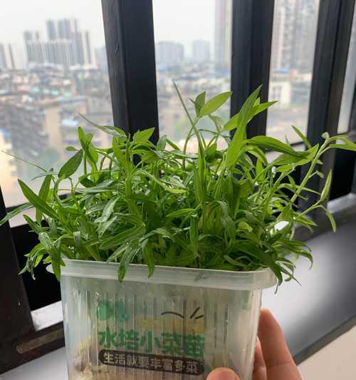 绿豆是单子叶植物吗？——探究绿豆的植物分类（解析绿豆的结构与特征，揭秘其真正的植物分类）-第2张图片-绿意生活