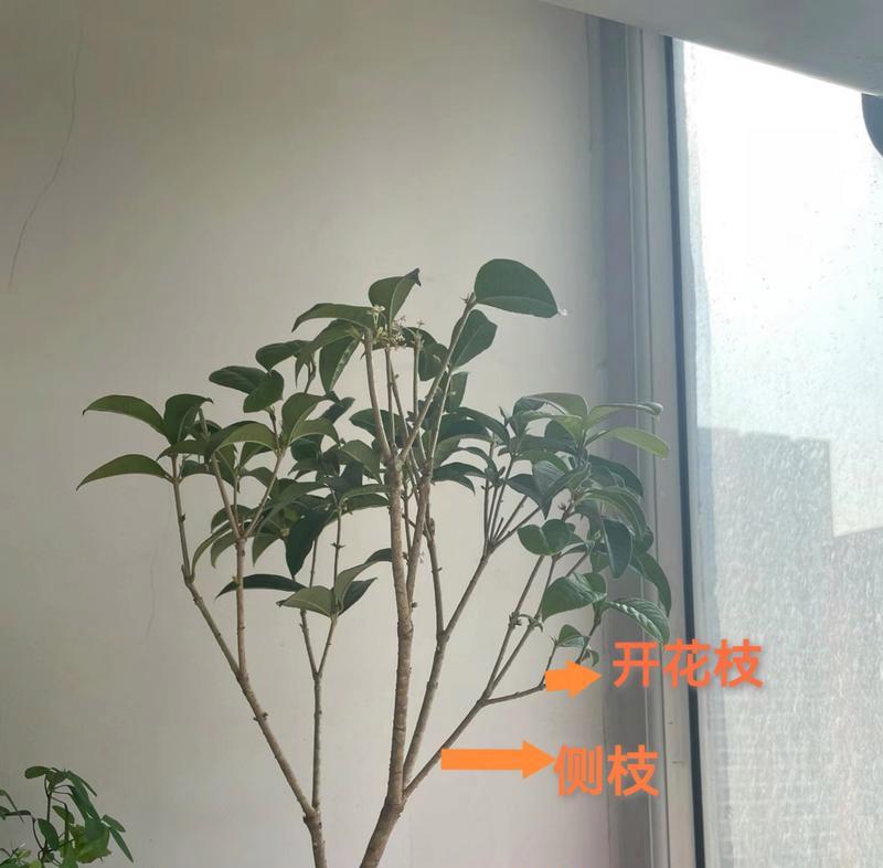 桂花一周不浇水怎么办？（如何保护桂花在没有水源的情况下生存？）-第1张图片-绿意生活