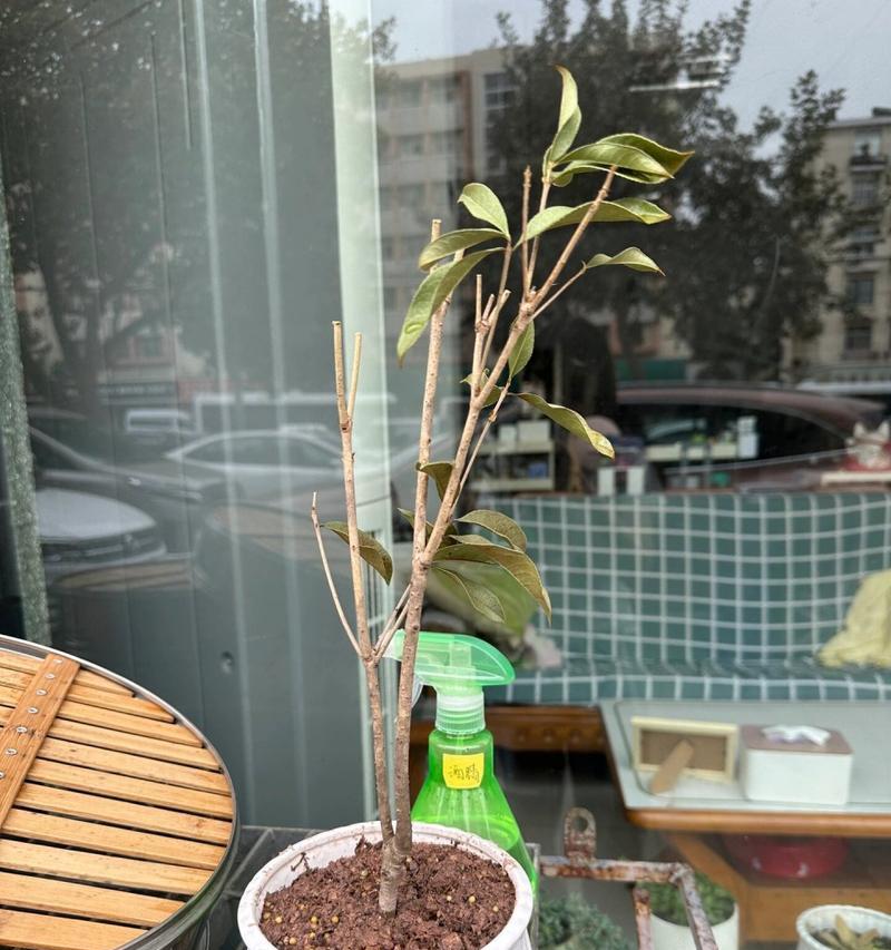 桂花一周不浇水怎么办？（如何保护桂花在没有水源的情况下生存？）-第3张图片-绿意生活
