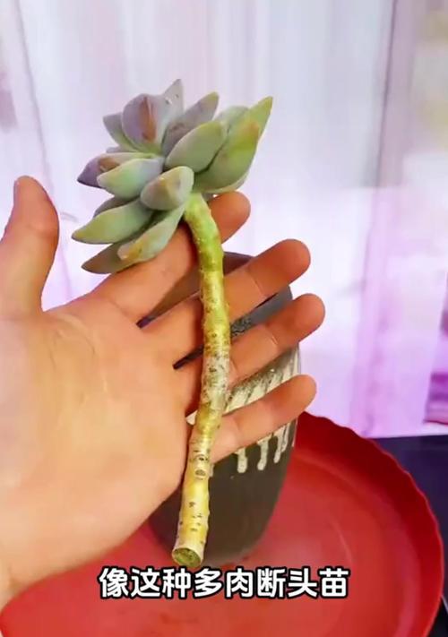 多头多肉植物的养护指南（打造多头多肉植物的绚丽盛景，成为肉肉控的首选）-第1张图片-绿意生活