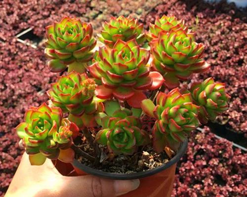 如何养护三色花月（养护秘籍和技巧）-第1张图片-绿意生活