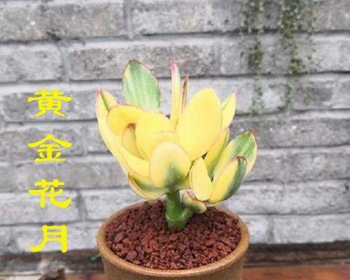 如何养护三色花月（养护秘籍和技巧）-第3张图片-绿意生活