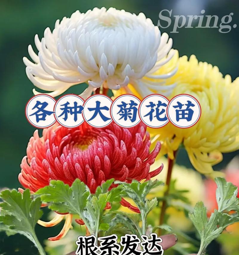 菊花怎样开放的奥秘（探索菊花开放的美丽过程）-第2张图片-绿意生活