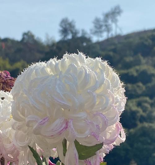 菊花怎样开放的奥秘（探索菊花开放的美丽过程）-第3张图片-绿意生活