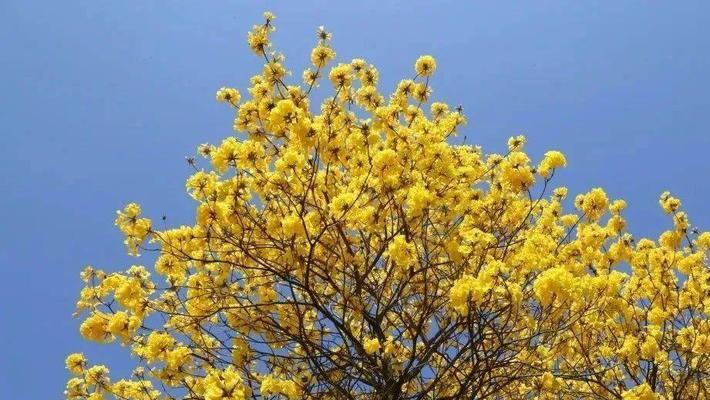 探寻风铃花的种类与特征-第1张图片-绿意生活