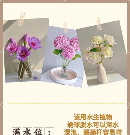 探寻风铃花的种类与特征-第3张图片-绿意生活