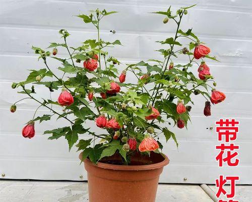 探寻风铃花的种类与特征-第2张图片-绿意生活