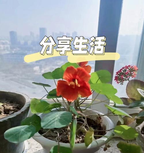 花开不全的原因和处理方法（探究花朵不开的原因，教你妥善处理问题花朵）-第3张图片-绿意生活