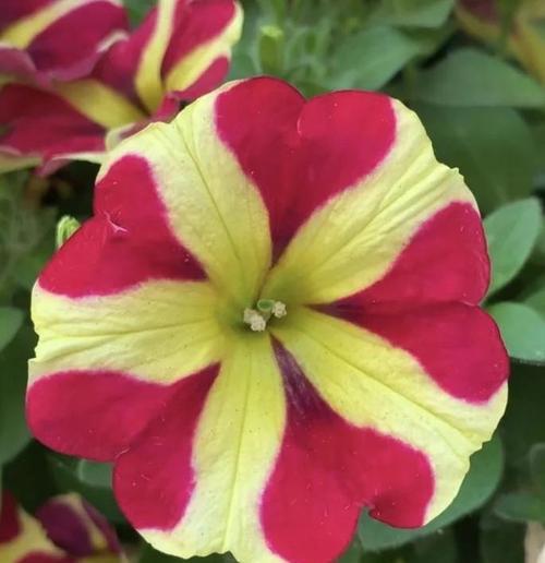 茄子花的颜色是什么？（探究茄子花的色彩之谜）-第2张图片-绿意生活