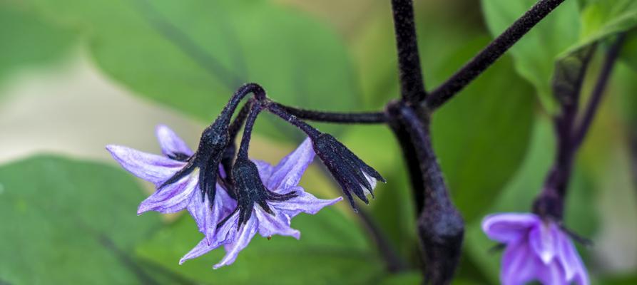 茄子花的颜色是什么？（探究茄子花的色彩之谜）-第3张图片-绿意生活