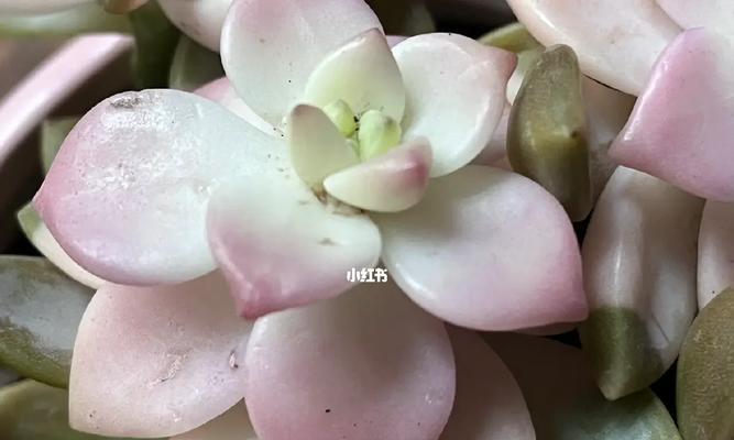 多肉养护小技巧（打破多肉掉瓣困扰，助你成为多肉养护达人！）-第2张图片-绿意生活