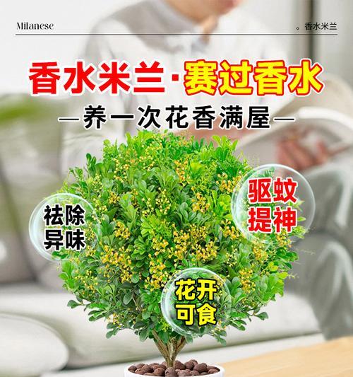 米兰花浇水技巧（掌握浇水频率，让米兰花健康茁壮）-第1张图片-绿意生活