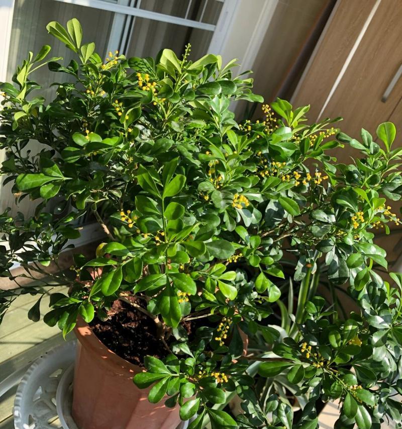 米兰花浇水技巧（掌握浇水频率，让米兰花健康茁壮）-第2张图片-绿意生活