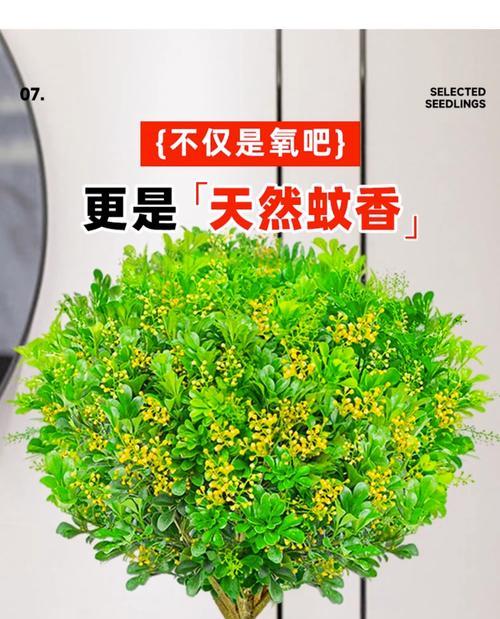 米兰花浇水技巧（掌握浇水频率，让米兰花健康茁壮）-第3张图片-绿意生活