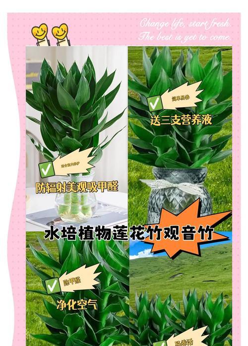 冬天观音竹叶子干了怎么办？（保护观音竹叶子的方法与注意事项）-第2张图片-绿意生活