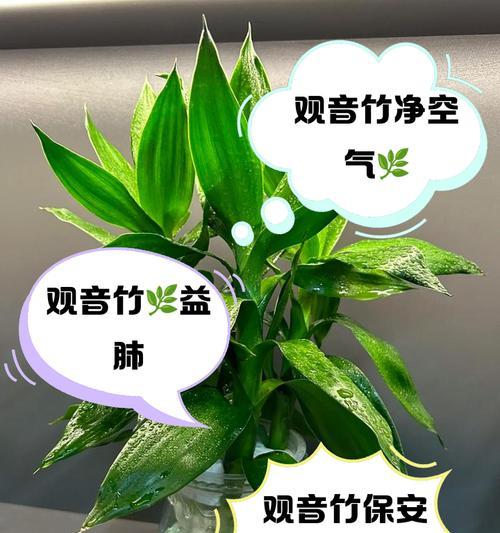 冬天观音竹叶子干了怎么办？（保护观音竹叶子的方法与注意事项）-第3张图片-绿意生活