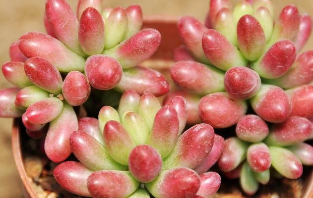 如何使虹之玉长肥？（关键方法和技巧分享）-第1张图片-绿意生活