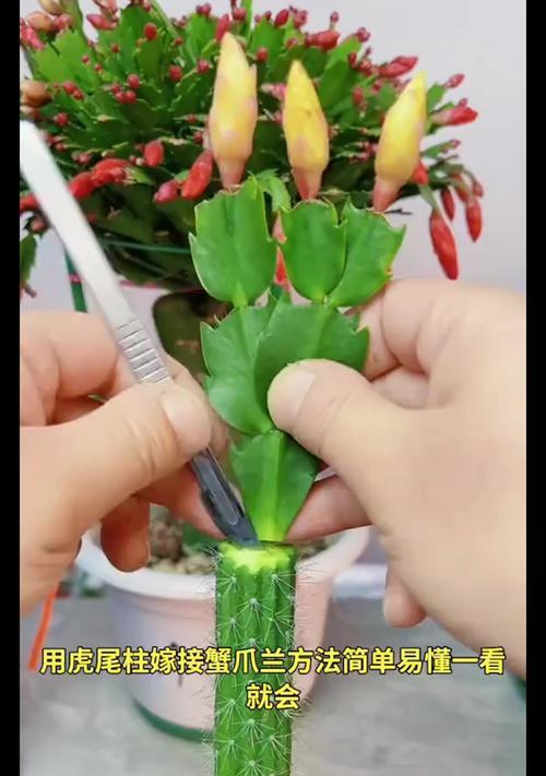 嫁接蟹爪兰的技巧与要点（打造美丽多肉植物，轻松嫁接蟹爪兰）-第2张图片-绿意生活