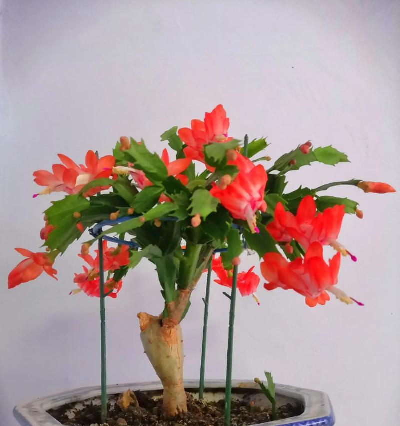 嫁接蟹爪兰的技巧与要点（打造美丽多肉植物，轻松嫁接蟹爪兰）-第1张图片-绿意生活