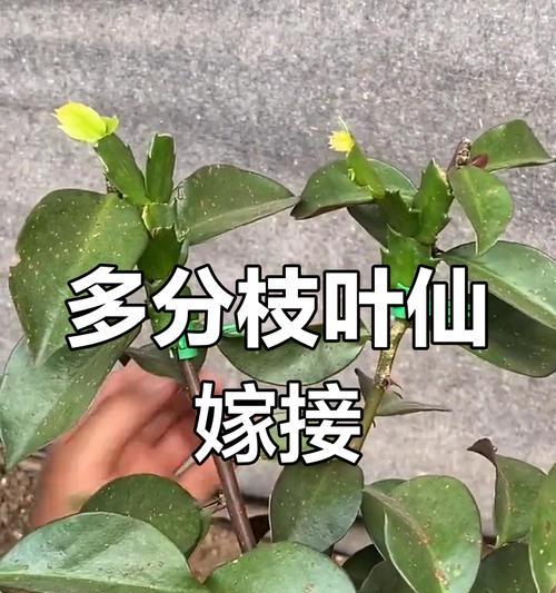 嫁接蟹爪兰的技巧与要点（打造美丽多肉植物，轻松嫁接蟹爪兰）-第3张图片-绿意生活