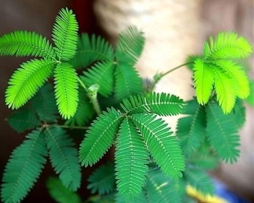 如何正确剪枝修理含羞草（掌握关键步骤，让含羞草焕发生机）-第2张图片-绿意生活