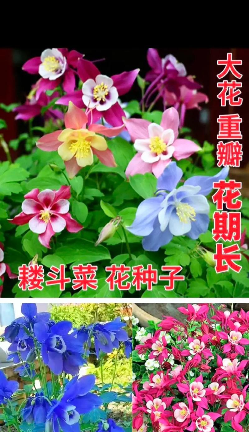 如何正确浇水以帮助刚种的花种子生长？（掌握浇水技巧，让花种子茁壮成长）-第1张图片-绿意生活