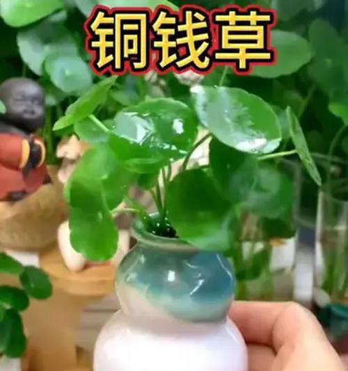 铜钱草水培的养殖技巧（轻松掌握铜钱草水培，打造绿意盎然的家居环境）-第1张图片-绿意生活