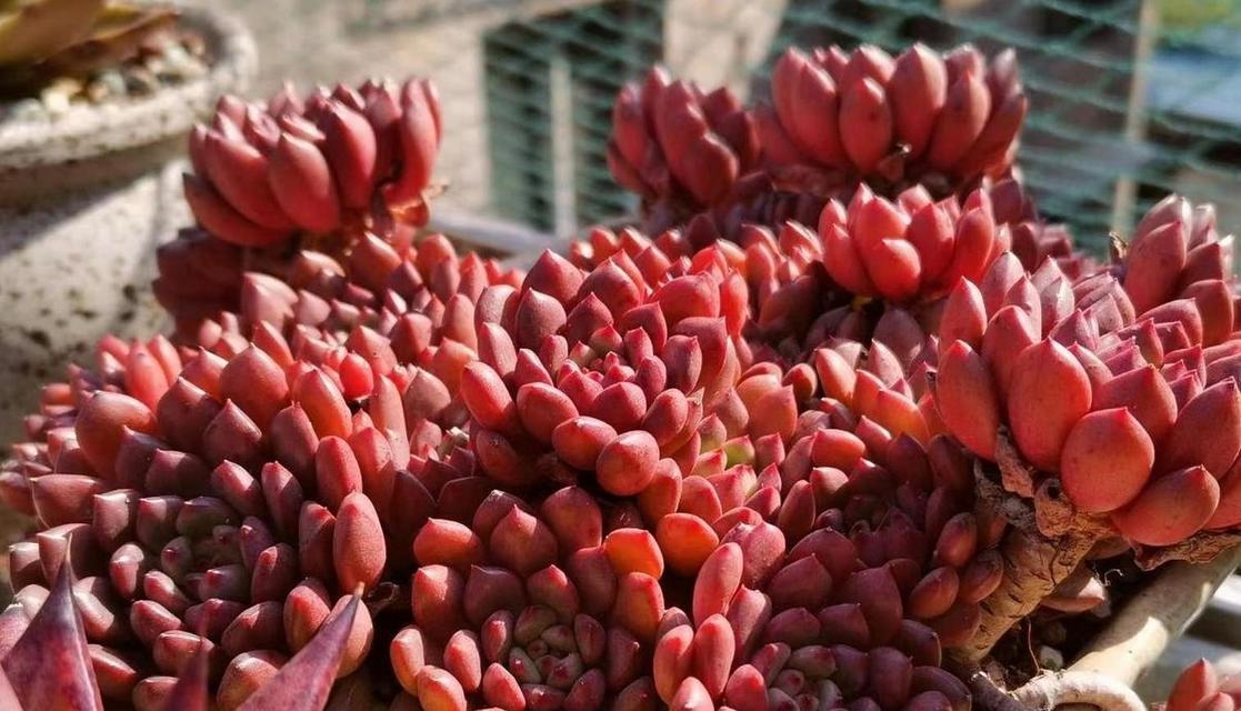 多肉红宝石养护指南（打造美丽多肉花园的关键诀窍）-第3张图片-绿意生活