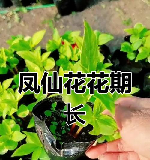 从花卉种子到绚丽花朵（探寻花卉种子的种植技巧，打造花园的瑰丽之境）-第1张图片-绿意生活