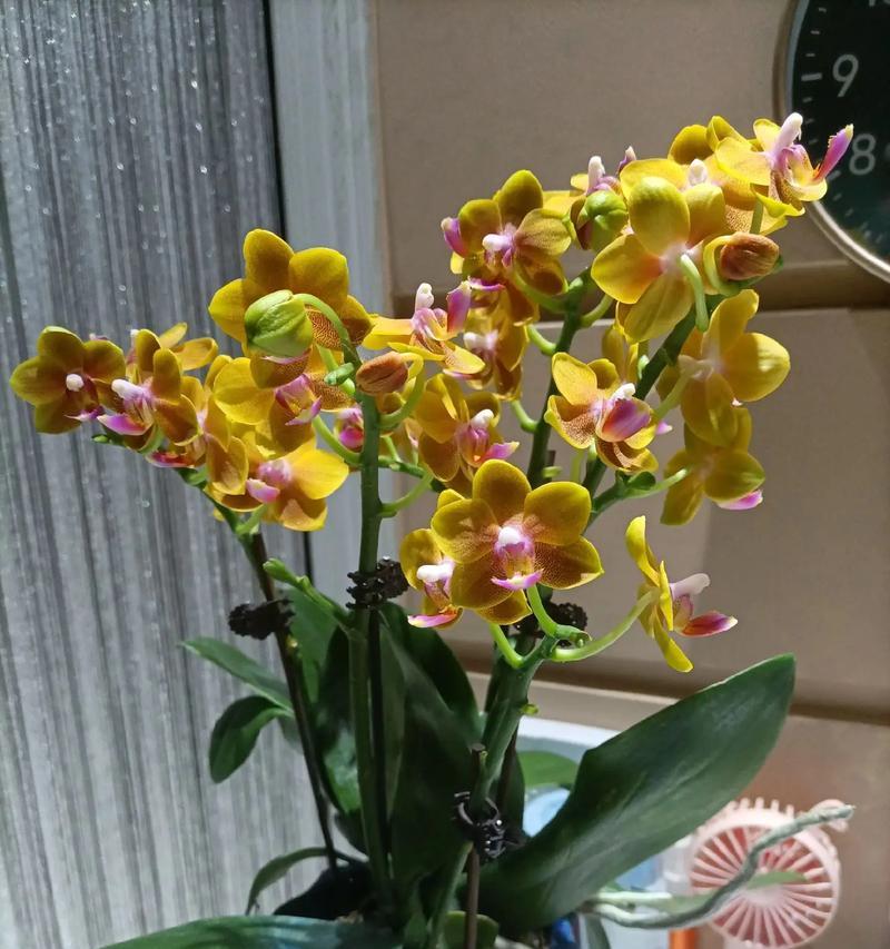 蝴蝶兰开花时间与方法（了解蝴蝶兰生长规律，让你的蝴蝶兰提前开花）-第1张图片-绿意生活