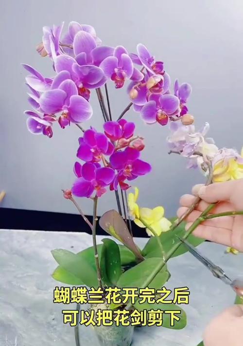 蝴蝶兰开花时间与方法（了解蝴蝶兰生长规律，让你的蝴蝶兰提前开花）-第3张图片-绿意生活